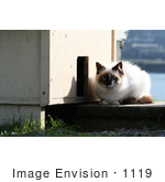 #1119 Picture Of A Stray Cat Sitting Outside Of A Cat House