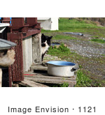 #1121 Picture Of A Stray Cat By A Pot Of Water