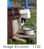 #1122 Picture Of A Homeless Cat Beside A Feeding Pot