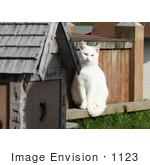 #1123 Picture Of A White Cat Sitting On The Edge Of A Cat House