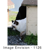 #1126 Picture Of A Cat Walking Out Of A Cat-House