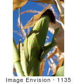#1135 Picture Of A Corn Ear Against Blue Sky