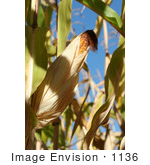 #1136 Picture Of Yellow Corn On A Cob In A Field