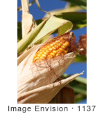 #1137 Picture Of Sweet Yellow Corn On The Cob