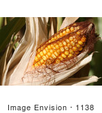 #1138 Picture Of Sweet Corn On The Cob