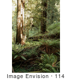 #114 Stock Image Of The Redwood Forest