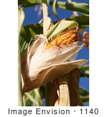 #1140 Picture Of Yellow Corn In The Husk