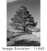 #11442 Picture Of A Cedar Tree By Walls