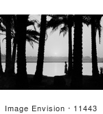 #11443 Picture Of A Woman By Palm Trees