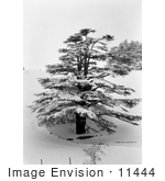 #11444 Picture Of A Cedar Tree In Snow