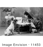 #11453 Picture Of A Sick Woman With Dogs