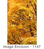 #1147 Picture Of A Yellow Fall Colored Leaves