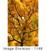 #1148 Picture Of Yellow Leaves On Tree Branches