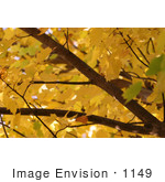 #1149 Picture Of A Tree With Yellow Leaves