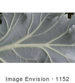 #1152 Picture Of A Gray Ornamental Cabbage Leaf