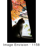 #1158 Picture Of A Cat Looking Out Of A Window