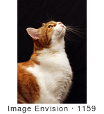#1159 Picture Of A Cat Looking Up