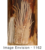 #1162 Picture Of European Elm Bark Beetle Trails On Wood