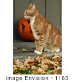 #1163 Picture Of A Cat Listening