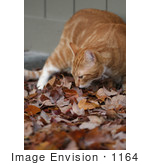#1164 Picture Of A Cat Smelling Fall Leaves