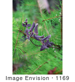 #1169 Photo Of A Baby Pine Tree With Purple California Honeysuckle