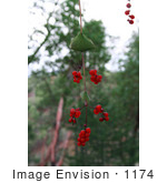 #1174 Photo Of Red Honeysuckle (Lonicera Ciliosa) Berries In Autumn