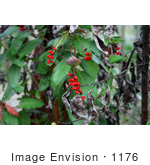 #1176 Photo Of Red Honeysuckle (Lonicera Ciliosa) Berries In Autumn