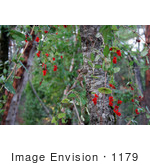 #1179 Photograph Of Red Honeysuckle (Lonicera Ciliosa) Berries In Autumn