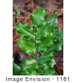 #1181 Image Of Green English Holly