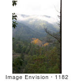 #1182 Image Of Autumn Trees On Hills Jacksonville Oregon