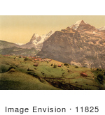 #11825 Picture Of The Village Of Murren In Switzerland
