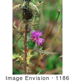 #1186 Image Of Purple Thistle