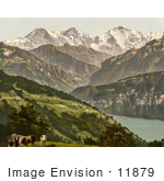 #11879 Picture Of Cows Near Lake Thun Switzerland