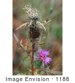 #1188 Image Of Spear Thistle