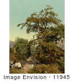 #11945 Picture Of A Chestnut Tree Giornico Switzerland