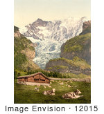 #12015 Picture Of Livestock And Barn Near Baregg Glacier Switzerland
