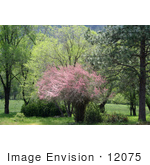 #12075 Picture Of A Pink Tamarix Tree