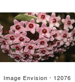 #12076 Picture Of Pink Hoya Flowers With Waterdrops
