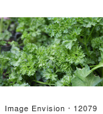 #12079 Picture Of Curly Parsley