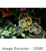#12082 Picture Of Colorful Geranium Leaves
