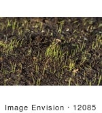 #12085 Picture Of Sprouting Grass