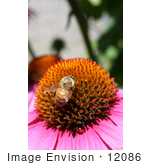 #12086 Picture Of A Bee On Coneflower