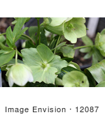 #12087 Picture Of Lenten Rose (Heleborus Orientalis)