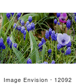 #12092 Picture Of A Grape Hyacinth Patch With Anemone Flowers