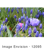 #12095 Picture Of Grape Hyacinths And Anemone Flowers