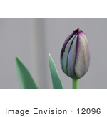 #12096 Picture Of A Queen Of Night Tulip Bud