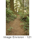 #121 Stock Photo Of A Path Through A Redwood Forest
