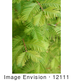 #12111 Picture Of Dawn Redwood Branches