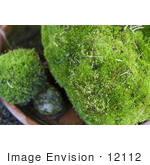 #12112 Picture Of Moss Rocks