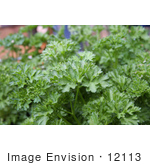 #12113 Picture Of A Curly Parsley Plant